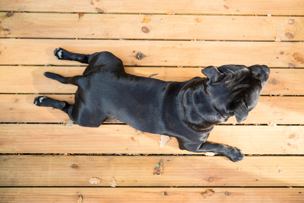 5 maintenance tips to prolong your deck's lifespan