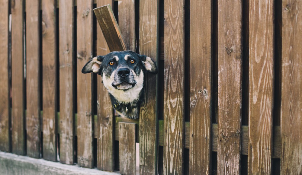 dog poking its head through a hole in a fence