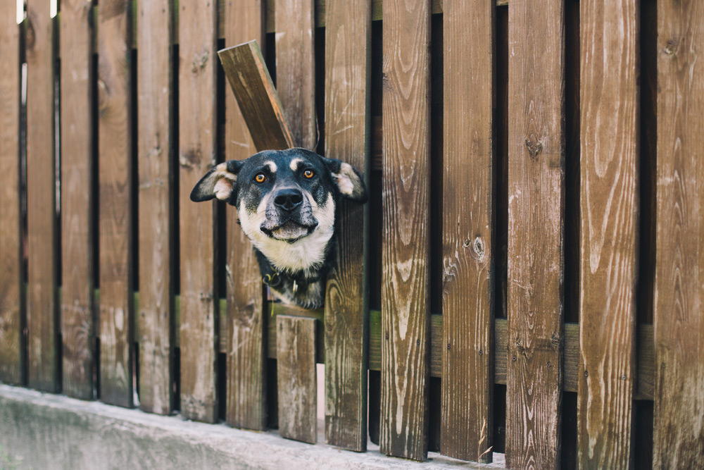 dog poking its head through a hole in a fence